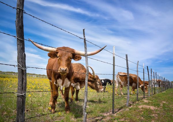 Agricultural Fence Service