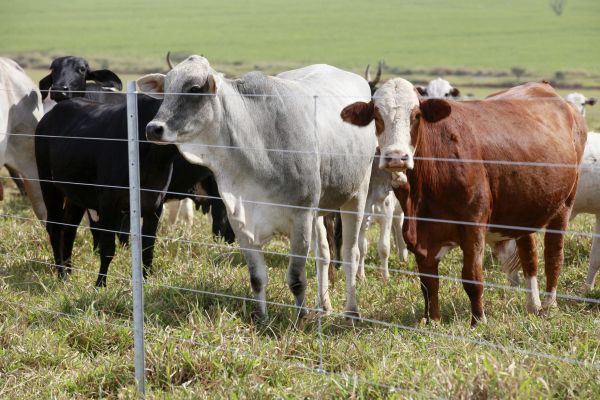 Livestock Fence Replacement