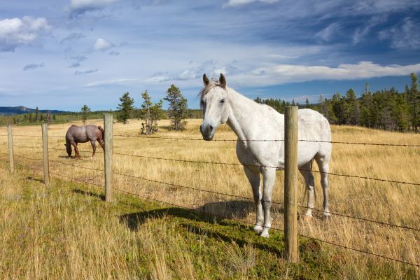 Agricultural Fence Replacement - Agricultural Fence Replacement Plymouth, Massachusetts